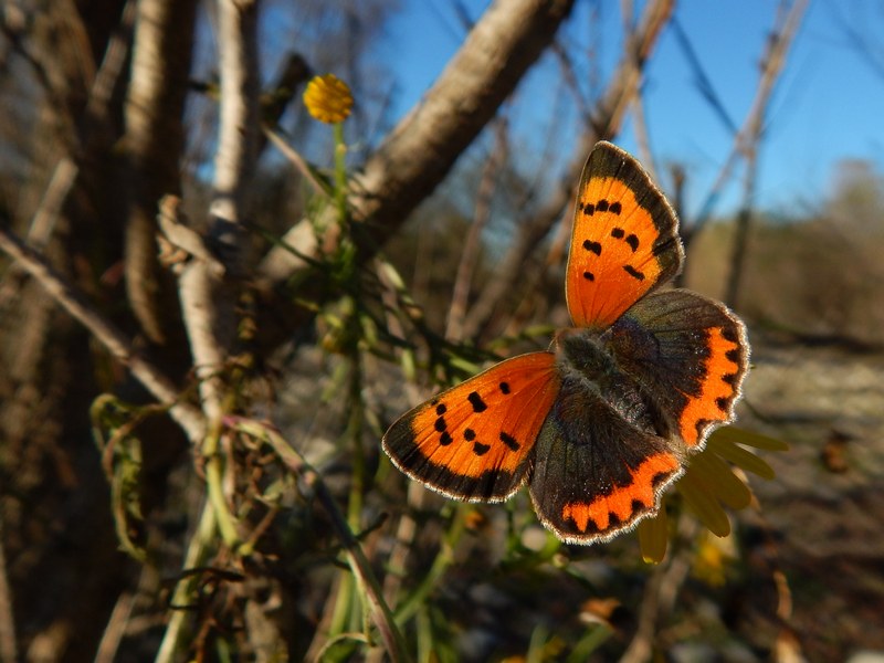 L''ultima Lycaena...